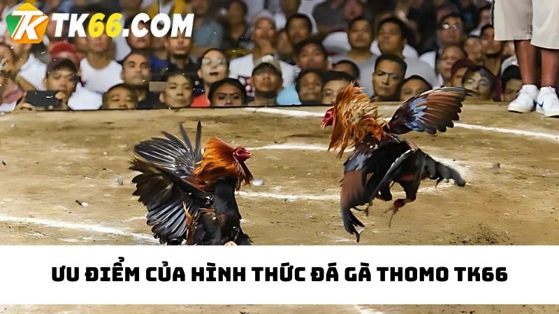 Phân tích về ưu điểm về chuyên mục đá gà Thomo