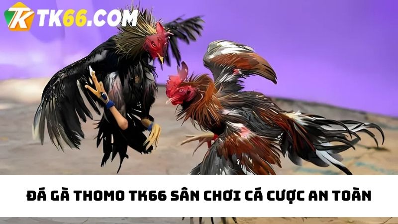 Sân chơi trực tuyến chất lượng cùng trận đá gà Thomo