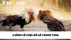 đá gà Thomo TK66 với 3 sảnh chất lượng