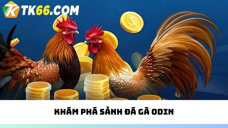 Sảnh ODIN đá gà mở ra không gian cá cược tỷ lệ thưởng cao