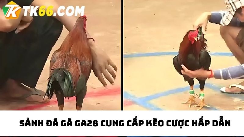 Kiếm thưởng cực lớn tại sảnh đá gà GA28